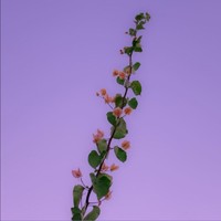 羌悔