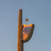 伊人睽睽