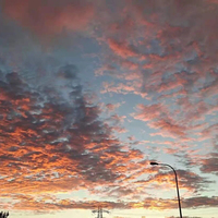 芸枋