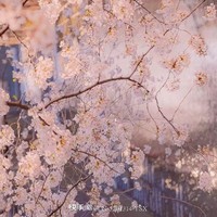 黎灰和晴公主