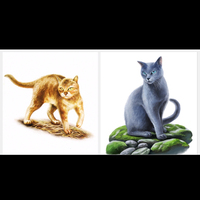 猫武士橡蓝mws