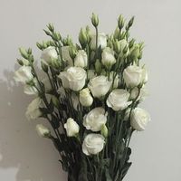 白色洋桔梗