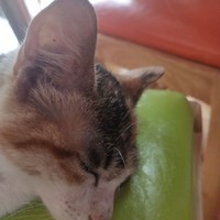离谱系列