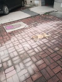 双男主的参赛作品