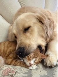 而后她有橘猫他有金毛
