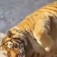 奇葩走向