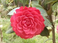 花寧葵