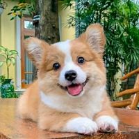 沐晏春雾