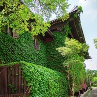 爬山虎