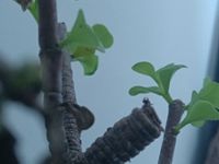 美食言情
