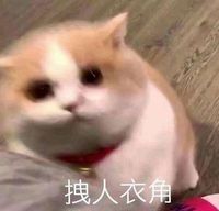 这帮植物有点憨