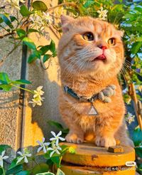 重生小貓咪