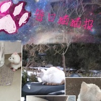 貓咪報紙