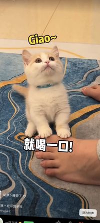 狄姿意