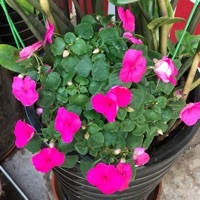 花朵知识