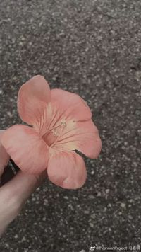 萧淮笙