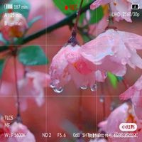 如懿传琅嬅