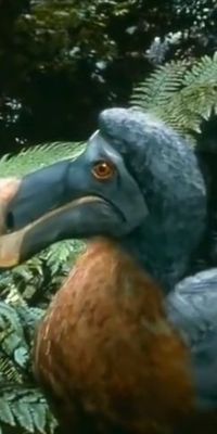 蠢萌渡渡鳥