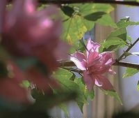 白切黑狼狗X純情狐貍
