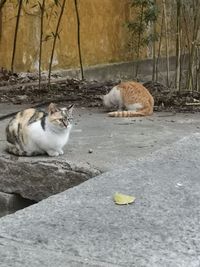 智商限时掉马