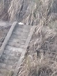 光遇迷惑人