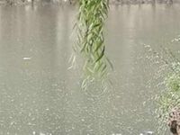 烟雨柳江南