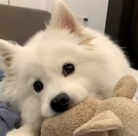 我愛狗