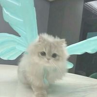 穿书成系统