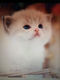 晓听风雨声