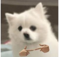 翼日CP