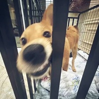 娃綜
