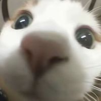 姜露执笔