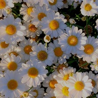 查理与巧克力工厂