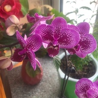 原创女主X霍金斯