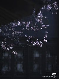微神兽