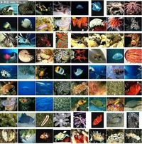 海洋生物保护