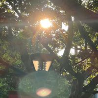 凱莉綠茶