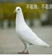 鸽子一去不复返