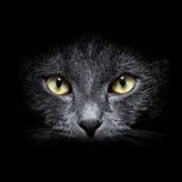 夭寿啦瓦尼变成黑猫啦