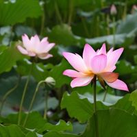 荷花芳芳