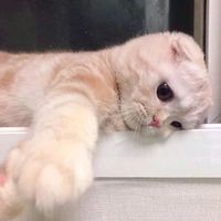 白梦的猫猫兔