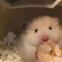 白生生的杏