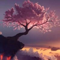 櫻落一瞬盡風(fēng)華