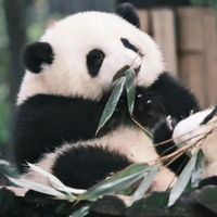 大熊貓和花