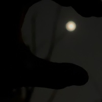 all綠頭鴨