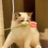 十二少X你