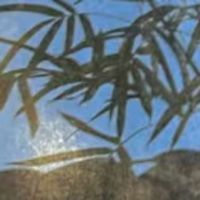 小老太太我想你了