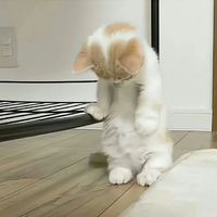 逆cp致歉