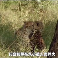 非洲猎豹