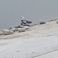县主